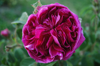 Charles de Milles - Rose gallique