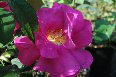 Officinalis (`Apothekerrose`) - Rose gallique