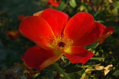 Foetida Bicolor - Rosa lutea
