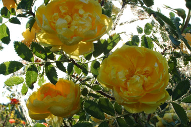 Persian Yellow - Rosa lutea