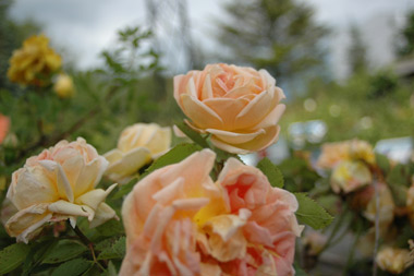 Soleil d'Or - Rosa lutea