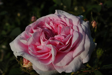 K�nigin von D�nemark (Reine du Danemark) - Rosa alba