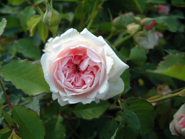 Felicia - Rosa moschata