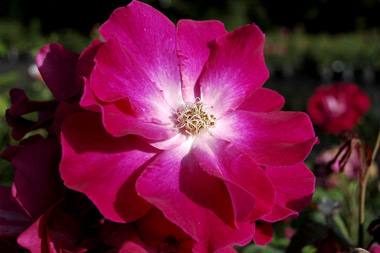 Nur Mahal - Rosa moschata
