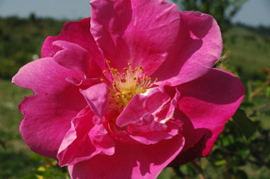 Vanity - Rosa moschata