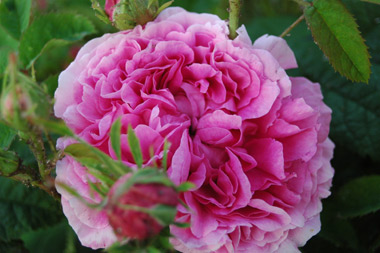 Duchesse de Rohan - Rose de Portland