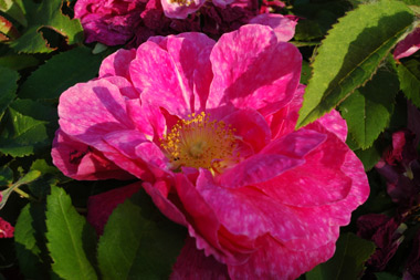 Marbree - Rose de Portland