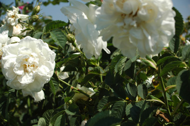 Maxima - Rosa alba