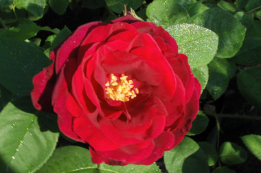 Rose du Roi - Rose de Portland