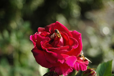 Alfred Colomb - Hybrides perp&eacute;tuels