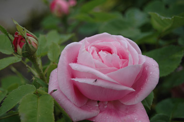 Baronne Adolphe de Rothschild - Hybrides perp&eacute;tuels