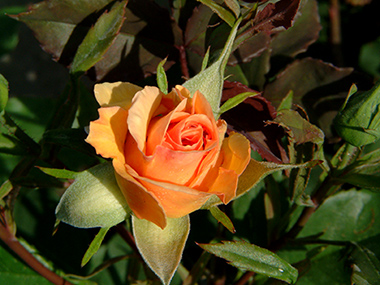 Anne Harkness - Rosiers arbustifs modernes