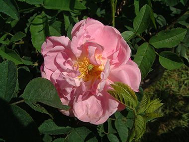 Belle Amour - Rosa alba