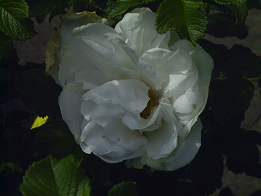 Blanche Double de Coubert - Rosa rugosa