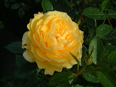 Golden Hit - Roses contemporaines de patios, couvre-sol et ruffles