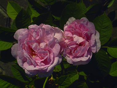 Great Maidens Blush ('Cuisse de Nymphe') - Rosa alba