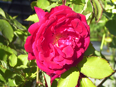 Gru� an Teplitz - Rose Bourbon