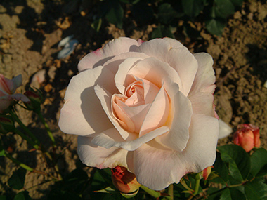 Gru� an Aachen - Rose polyantha