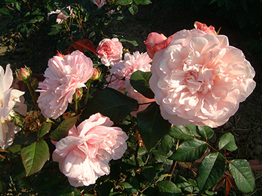 Rosa Gru� an Aachen - Rose polyantha