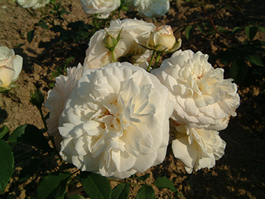 Wei�e Gru� an Aachen - Rose polyantha