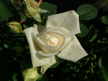 Ilse Krohn, Superior - Rosiers grimpants modernes
