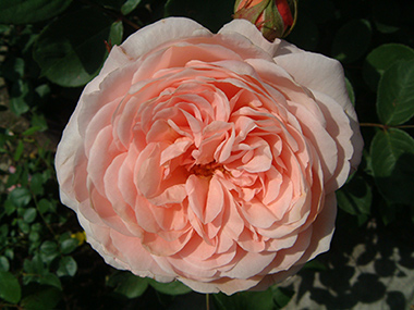AUSlea - Roses anglaises