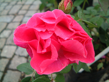 Meteor - Rose Noisette