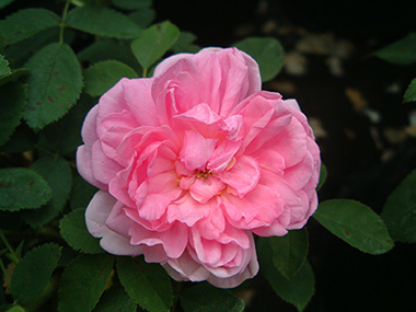 Miranda - Rose de Damas
