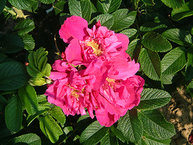 Moje Hammerberg - Rosa rugosa