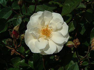 Moonlight - Rosa moschata