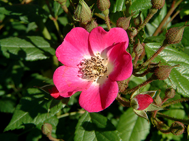 Mozart - Rosiers arbustifs modernes
