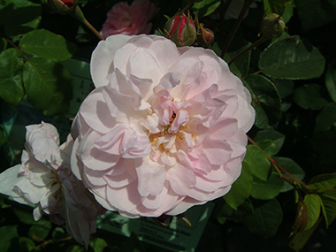 Multiflore de Vaumarcus - Rose Noisette