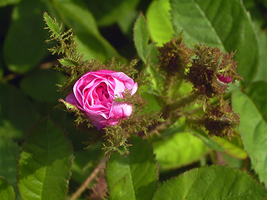 Muscosa - Rosa centifolia muscosa (moussue)