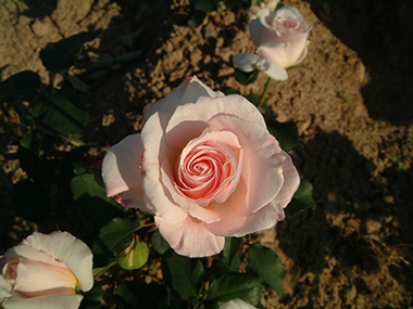 Oph�lia - Hybrides de th&eacute;