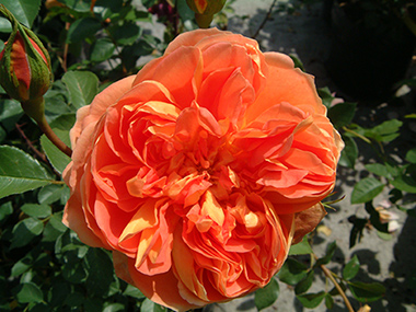 Pat Austin - Roses anglaises