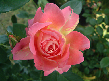 http://www.histoires-de-roses.com/elements/photo/big/Rose_de_Cisterciens_1.jpg