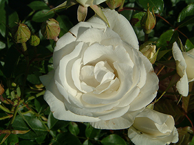 Schneewittchen ('F�e des Neiges') - Rosiers arbustifs modernes