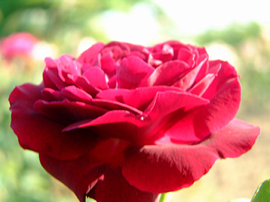 Souvenir du Dr. Jamain - Hybrides perp&eacute;tuels