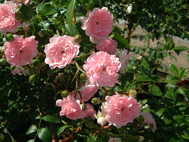 The Fairy - Roses contemporaines de patios, couvre-sol et ruffles