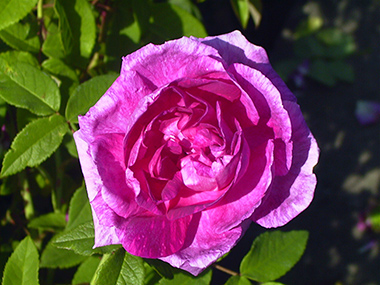 Tour de Malakoff - Rosa centifolia