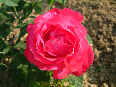 Ulrich Brunner Fils - Hybrides perp&eacute;tuels