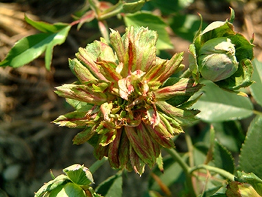 Viridiflora - Rose de Chine