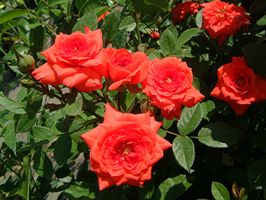 Absolute Hit - Roses contemporaines de patios, couvre-sol et ruffles