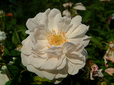 Alfred de Dalmas - Rose de Portland