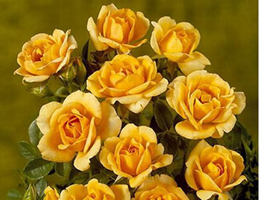 Amber Hit - Roses contemporaines de patios, couvre-sol et ruffles