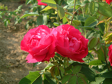 American Beauty - Hybrides perp&eacute;tuels