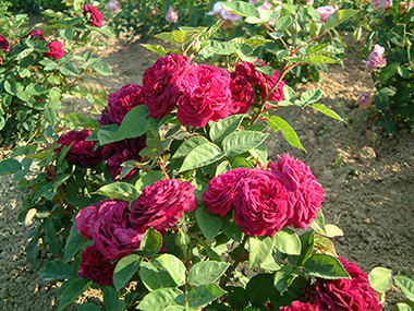 Arthur de Sansal - Rose de Portland