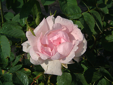 C�leste - Rosa alba