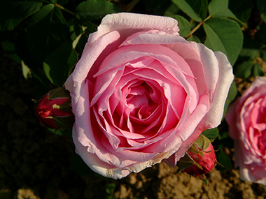 Comte de Chambord - Rose de Portland
