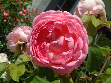 AUSfirst - Roses anglaises